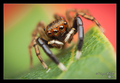 Euophrys front&hellip;