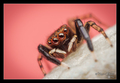 Euophrys front&hellip;