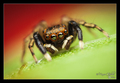 Euophrys front&hellip;