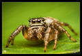 Female Evarcha&hellip;