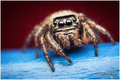 Female Evarcha&hellip;