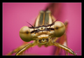Damselfly port&hellip;
