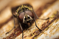 Muha plazojezi&hellip;