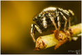 Heliopanus aur&hellip;