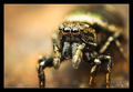 Heliophanus au&hellip;