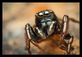 Heliophanus au&hellip;