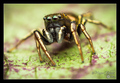 Heliophanus au&hellip;