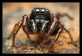 Heliophanus au&hellip;