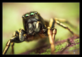 Heliophanus au&hellip;