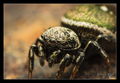 Heliophanus au&hellip;