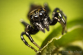 Heliophanus ko&hellip;