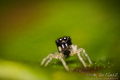 Heliophanus ko&hellip;