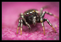 Heliophanus ko&hellip;