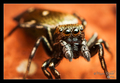 Heliophanus ko&hellip;