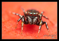 Heliophanus ko&hellip;