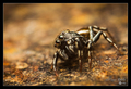 Heliophanus ko&hellip;
