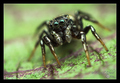 Heliophanus ko&hellip;