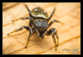 Heliophanus ko&hellip;