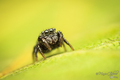 Heliophanus ba&hellip;