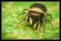 Heliophanus au&hellip;