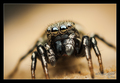 Heliophanus au&hellip;