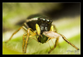 Heliophanus sp&hellip;
