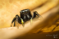 Heliophanus vr&hellip;