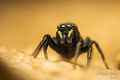 Heliophanus vr&hellip;