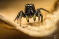 Heliophanus vr&hellip;