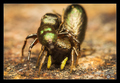 Heliophanus au&hellip;