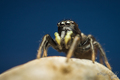 Heliophanus vr&hellip;