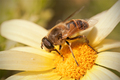 Honeybee close&hellip;