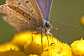 Polyommatus Ic&hellip;