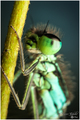 Ischnura heter&hellip;
