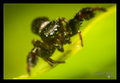 Sibianor auroc&hellip;