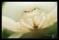 Misumenoides f&hellip;