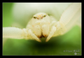 Misumenoides f&hellip;