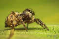 Pseudeuophrys &hellip;