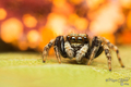 Pseudeuophrys &hellip;