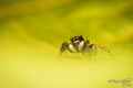 Pseudeuophrys &hellip;