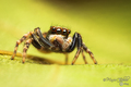 Pseudeuophrys &hellip;