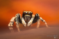 Pseudeuophrys &hellip;