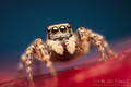 Pseudeuophrys &hellip;