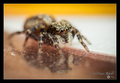 Pseudeuophrys &hellip;