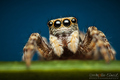 Pseudeuophrys &hellip;