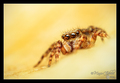 Pseudeuophrys &hellip;