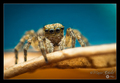 Pseudeuophrys &hellip;