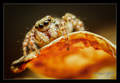 Pseudeuophrys &hellip;