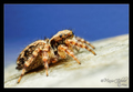 Pseudeuophrys &hellip;