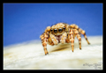 Pseudeuophrys &hellip;